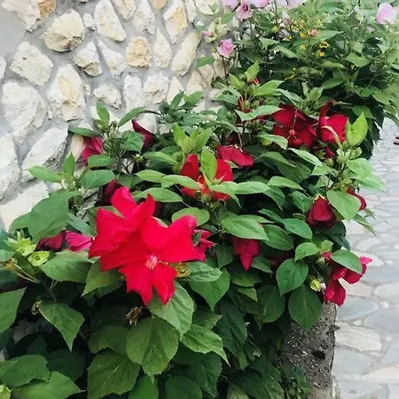 Noel Lelle Apartament Balatonlelle